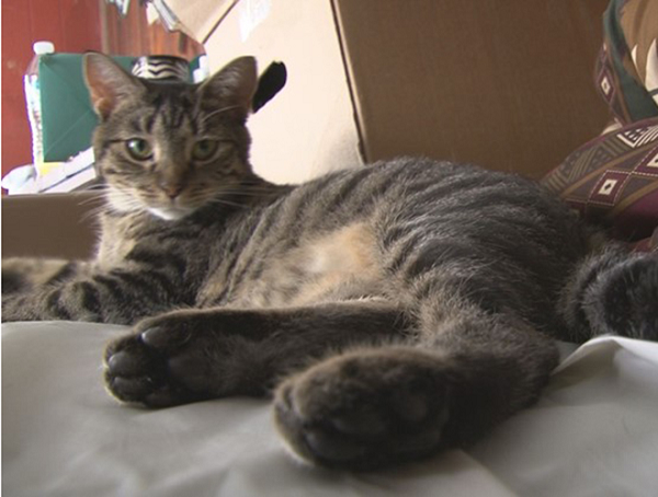 5. Một câu chuyện cũng gây xôn xao không kém về một cụ ông 81 tuổi (bang Tennessee, Mỹ) may mắn thoát chết khi được chú mèo mà ông nhận nuôi trước đó cứu khỏi rắn độc.