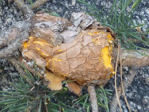 Cấu trúc dạng sợi của nốt thông này đã thay đổi nhiều theo thời gian do đó tạo thành nhiều loại hoa văn đẹp mắt, nhờ vậy giá trị của chúng trên thị trường được đánh giá cao.