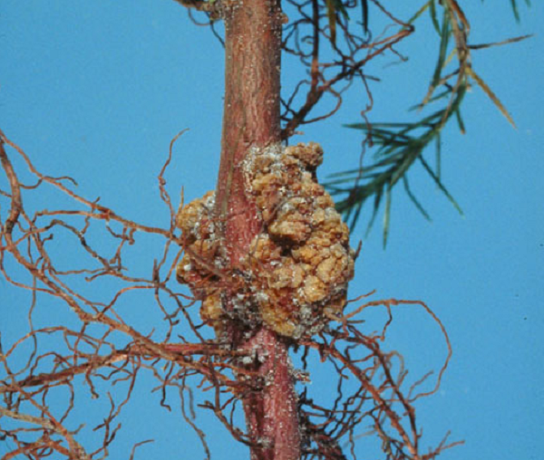 Một số chuyên gia nhận định giá trị của những nốt thông có thể lên đến hàng chục nghìn NDT cho một miếng. Có thể khẳng định khúc gỗ mục mà lão nông nhặt được là báu vật vô giá.