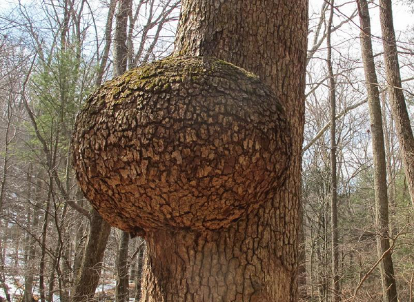 "Nốt thông" thực chất là một loại mô sẹo của cây thông: Một loại tự bảo vệ của cây hình thành do sinh sản vô tính sau khi cây bị thương.