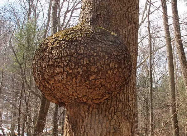 "Nốt thông" thực chất là một loại mô sẹo của cây thông: Một loại tự bảo vệ của cây hình thành do sinh sản vô tính sau khi cây bị thương.