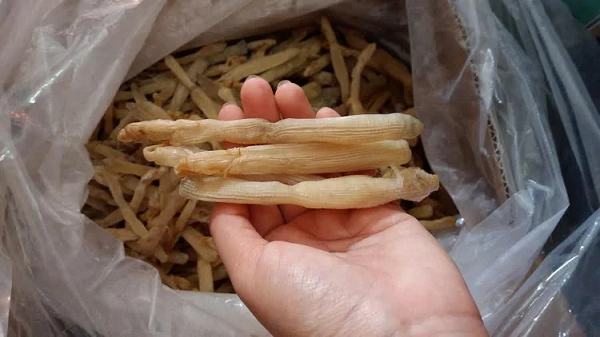 Một số nơi còn đặt nốt thông trong nhà vì nó có thể xua đuổi muỗi, ngăn ngừa bệnh tật vào mùa hè và giúp tinh thần sảng khoái vào mùa đông. Trên thị trường đồ gỗ, gỗ thông được nhiều người ưa chuộng và săn lùng.