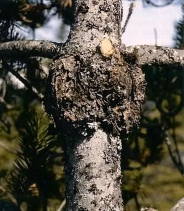 Nốt thông có thể được dùng làm thuốc có vị đắng, tính ấm, có tác dụng kinh gan, kinh tỳ, chữa bệnh viêm ở người.