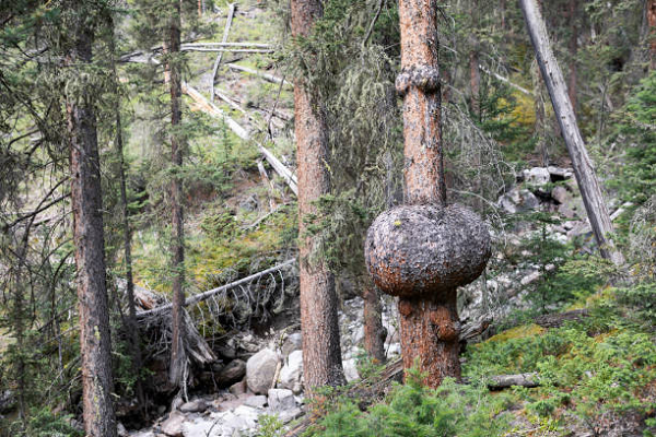 Nhựa thông cũng có tác dụng chữa bệnh phát ban do nóng trong người rất tốt. Ngoài ra cũng có thể bôi trực tiếp nhựa thông lên bộ phận bị chàm, sử dụng 2-3 lần/ngày, các triệu chứng của bệnh chàm sẽ thuyên giảm rõ rệt.