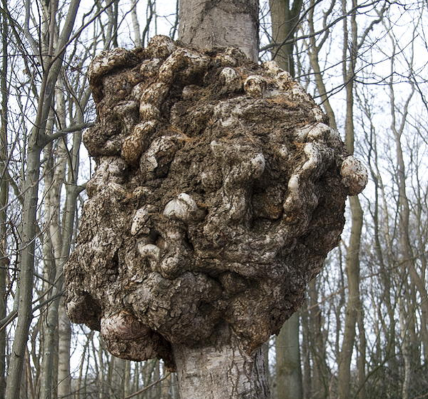 Ngoài ra nó cũng có thể do bệnh tật và côn trùng gây hại. Công dụng của "nốt thông" tương tự như nhựa thông.