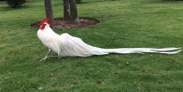 Thức ăn chủ yếu của gà Onagadori cũng giống gà ta thông thường, chúng ăn cám, thóc,... Tuy nhiên, với giống gà quý này, ngay từ nhỏ cần chăm sóc tốt, bổ sung thêm nhiều đạm, tiêm phòng đầy đủ, gà sẽ sinh trưởng tốt và thích nghi với điều kiện khí hậu.