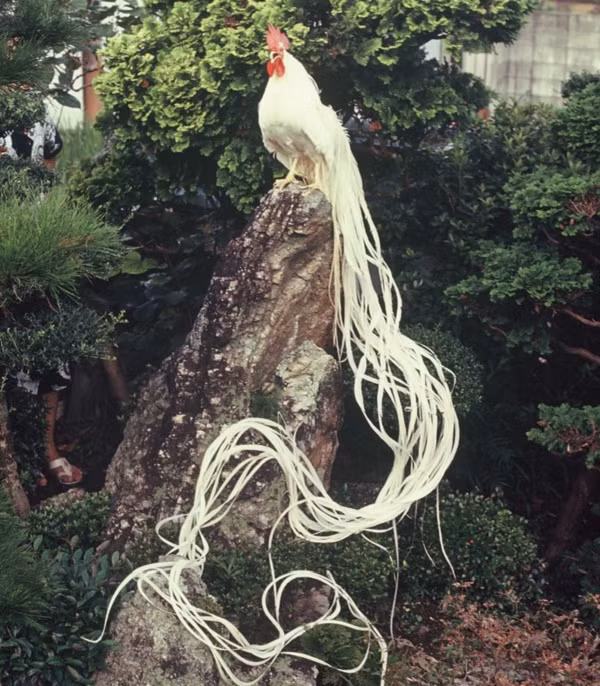 Càng nuôi lâu, ông lão càng phát hiện đuôi của con vật ngày một dài ra. Đuôi của nó thậm chí đã dài tới 2 mét. Sở hữu bộ lông trắng muốt cùng phần đuôi đặc biệt giống hệt loài "phượng hoàng trắng" trong truyền thuyết.