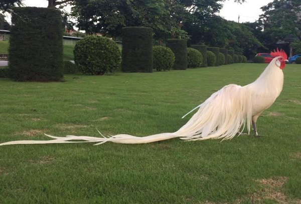 Do có bộ lông đẹp nên gà Onagadori thường được nuôi làm cảnh hoặc để tham gia trưng bày. Những con gà đẹp được các đại gia săn lùng có giá lên tới hàng trăm triệu đồng.