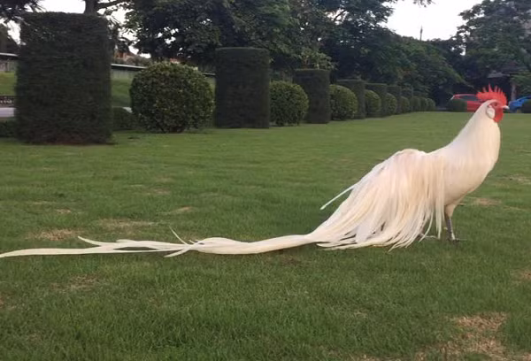 Do có bộ lông đẹp nên gà Onagadori thường được nuôi làm cảnh hoặc để tham gia trưng bày. Những con gà đẹp được các đại gia săn lùng có giá lên tới hàng trăm triệu đồng.