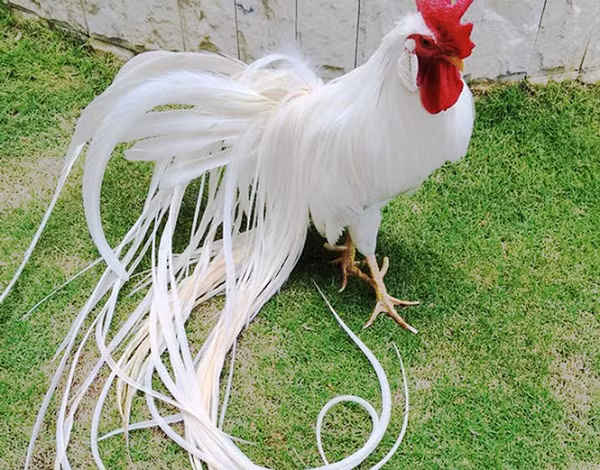 Màu lông đẹp cũng chia làm nhiều cấp độ ở gà onagadori. Cấp độ này phân chia dựa trên lông phượng ở đuôi gà. Cấp độ cao nhất là những con có từ hai đến ba cặp lông phụng và từ 60 đến 70% lông đuôi không thay.