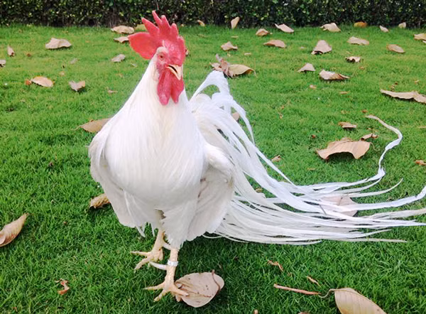 Lông gà onagadori rất mềm ở phần ngực, có thể thổi vào đám lông và chúng sẽ nhúc nhích và dựng lên. Lông cứng là dấu hiệu của lai tạp. Gà mái đuôi phải nhiều lông, lông phụng dài và lông mã dày.