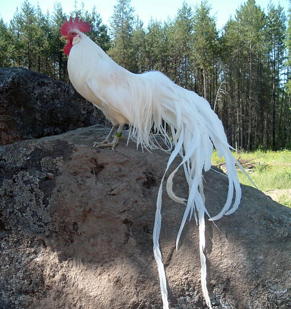 Gà Onagadori có nhiều biến thể như các màu chuối, điều, nhạn,... trong đó con trống biến thể nhạn (màu trắng) được nhiều người ưa thích hơn cả.