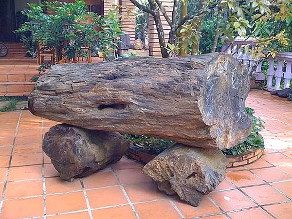 Gỗ hóa thạch rất cứng, có thể sử dụng làm đồ mỹ nghệ. Với những khúc to, người ta có thể cưa ra làm bàn, ghế vì nó không bị mưa gió hay thời tiết làm cho hư hỏng, mục nát.