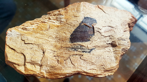 Hình dạng và hoa văn của những viên đá này rất giống với thân cây, miếng nhỏ nhất cũng phải có người lớn mới nâng lên được. Các chuyên gia cho biết đây là gỗ hóa thạch được hình thành sau một thảm họa.