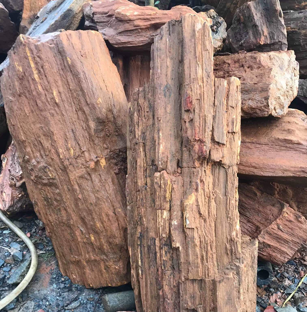 Cây cối được bảo quản tốt trong hóa thạch nên đường vân của cây hiện rõ. Một pho tượng Phật được chạm khắc tinh xảo bằng gỗ hóa thạch từng0 có giá cả trăm nghìn USD (tương đương trên 2 tỷ VNĐ).