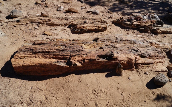 Đến nay, những cây đại thụ dài hơn trăm mét cũng biến mất. Vào những năm 1960, người Mỹ đã tình cờ phát hiện ra một số viên đá kỳ dị trên vùng đất hoang vắng này.