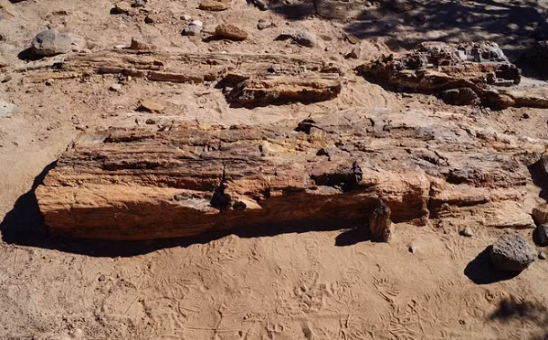 Đến nay, những cây đại thụ dài hơn trăm mét cũng biến mất. Vào những năm 1960, người Mỹ đã tình cờ phát hiện ra một số viên đá kỳ dị trên vùng đất hoang vắng này.