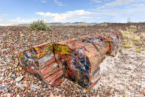 Loại gỗ này được nhiều đại gia săn lùng vì vẻ đẹp độc đáo. Ngoài ra, nhiều người cho rằng gỗ hoá thạch mang nhiều ý nghĩa về phong thuỷ.