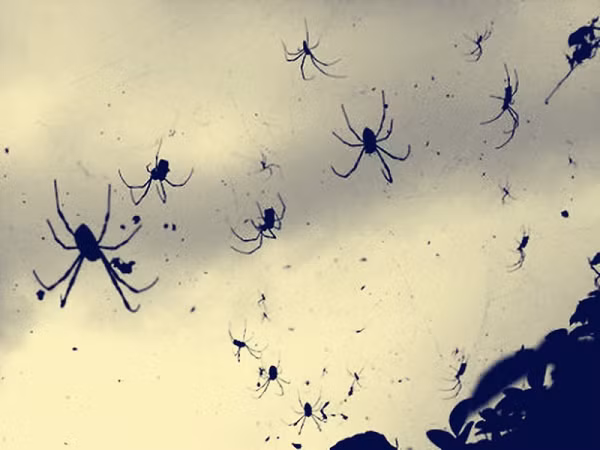 Các nhà khoa học đến hiện trường, sau khi nghe tin rằng có một trận "mưa cá" và phát hiện ra những con cá này là loài có thị lực bị suy giảm nghiêm trọng - nghĩa là, chúng có khả năng sống trong một môi trường tối tăm như cống rãnh. Lâu ngày do mưa lớn làm cống rãnh, nước dâng lên và chúng nhẩy ra khỏi mặt nước.