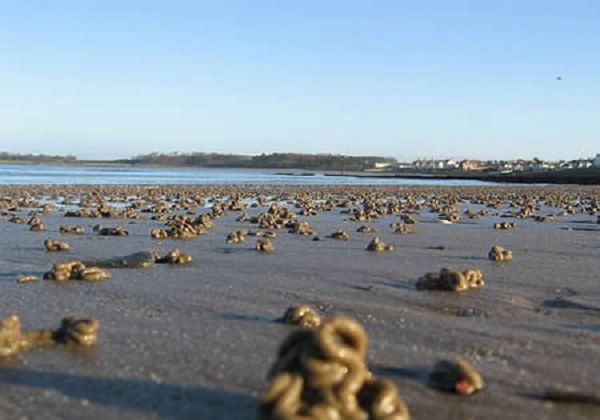 Một vấn đề khác là nhiều con cá vẫn còn sống khi chúng được tìm thấy, trong khi đó nước trong vòi rồng thường là nước được ngưng tụ từ hơi nước.