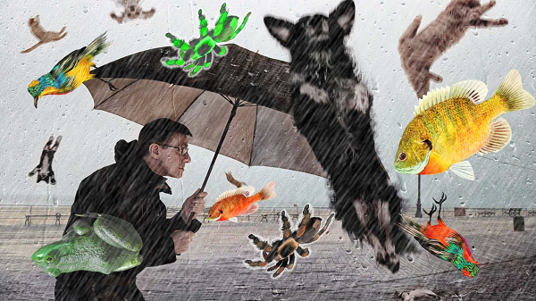 Bên cạnh đó, chỉ có trận mưa động vật đến từ các loài chim mới có thể chứng minh rằng những xác chết này từ trên trời rơi xuống, còn đối với tất cả các loài động vật không bay được, thì trận mưa động vật mà chúng tạo thành chưa bao giờ được ống kính nào chụp được.