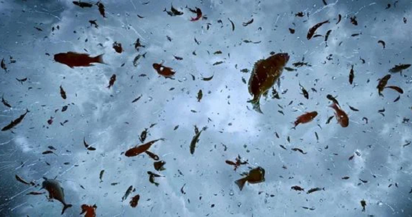 Tuy nhiên, theo ghi nhận, mỗi khi mưa động vật xảy ra, những thứ rơi xuống hầu như chỉ là một loài chứ không phải hỗn hợp cá và các sinh vật có cùng kích thước.