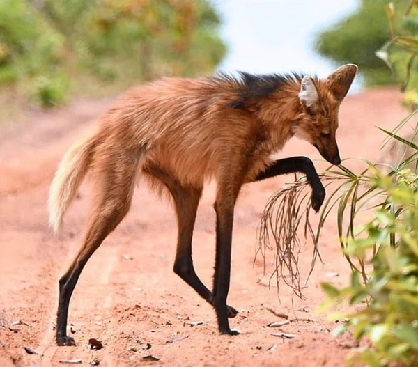 Do khả năng phát ra âm thanh có hạn, nên sói bờm chủ yếu dựa vào mùi hương để giao tiếp. Khi giao phối, chúng sẽ đánh dấu lãnh thổ rộng tới 30 km vuông là của riêng mình.