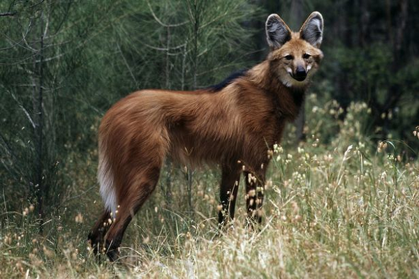 Hai sói bố mẹ sẽ nuôi con non cùng nhau cho đến khi chúng được một tuổi và có thể tự lập (tuổi thọ của một con sói bờm là 13-16 năm). Sói bờm chuyên ăn con mồi nhỏ và vừa, bao gồm cả động vật có vú nhỏ (thường là động vật gặm nhấm và thỏ rừng), chim, và thậm chí cả cá.