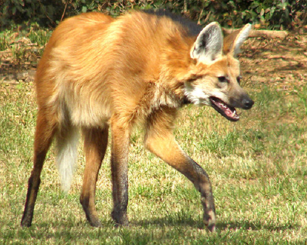 Cặp chân dài của sói bờm có được là kết quả của quá trình thích nghi với đời sống trong những đồng cỏ cao và bụi rậm lớn. Nó giúp chúng tìm con mồi ở những bãi cỏ mọc cao và di chuyển nhanh nhẹn và nhẹ nhàng như một chú nai hơn là một con sói.