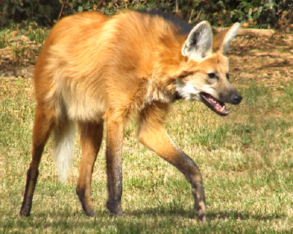 Cặp chân dài của sói bờm có được là kết quả của quá trình thích nghi với đời sống trong những đồng cỏ cao và bụi rậm lớn. Nó giúp chúng tìm con mồi ở những bãi cỏ mọc cao và di chuyển nhanh nhẹn và nhẹ nhàng như một chú nai hơn là một con sói.