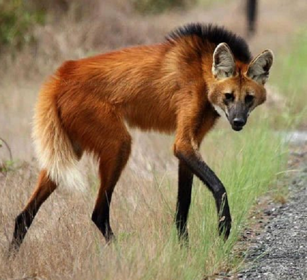 Sói bờm có rất nhiều điểm khác biệt khi so sánh với các loài chó khác, điển hình có thể thấy chó là một loài đa thê, trong khi sói bờm có đời sống trung thành và chung thủy 1 vợ 1 chồng.