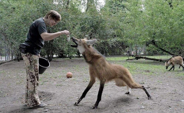 Tuy nhiên, chế độ ăn uống của loài sói có bờm này cũng khá đặc biệt. Nó rất thích ăn trái cây và rau quả. Một phần lớn của chế độ ăn uống của nó (trên 50%, theo một số nghiên cứu) là vật chất thực vật, bao gồm mía, củ, và trái cây.