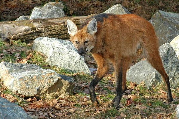 "Nghe hơi giống tiếng chó đang ho, với nhịp điệu rất ổn định và liên tục phát ra trong khoảng thời gian dài", tiến sĩ Adriana Consorte-McCrea, một nhà nghiên cứu tại Đại học Christ Church ở Canterbury cho biết.