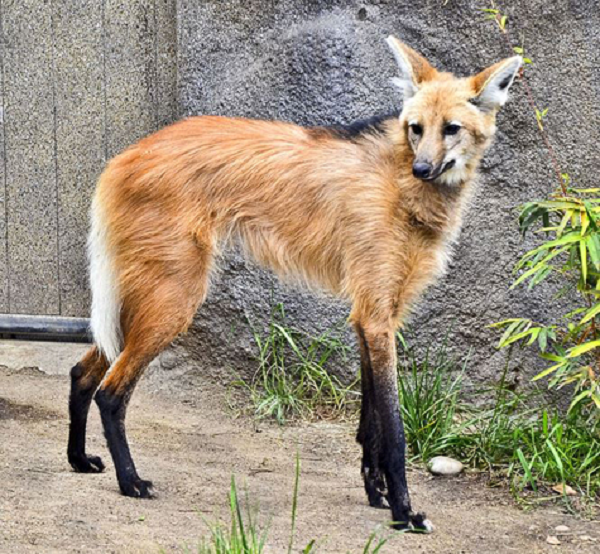 Sói bờm không thực sự là con mồi đặc trưng của bất kỳ những kẻ săn mồi nào, mặc dù đôi khi có thể bị tấn công hoặc bị giết bởi những con chó hoang bản địa. Loài báo Nam Mỹ (Cougar) cũng là một kẻ thù tiềm tàng.