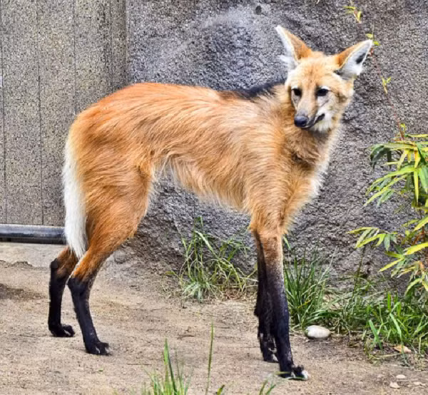 Sói bờm không thực sự là con mồi đặc trưng của bất kỳ những kẻ săn mồi nào, mặc dù đôi khi có thể bị tấn công hoặc bị giết bởi những con chó hoang bản địa. Loài báo Nam Mỹ (Cougar) cũng là một kẻ thù tiềm tàng.