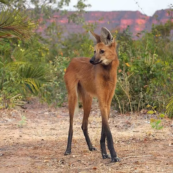  Sói bờm là một loài động vật thuộc họ chó. Chúng có bộ lông màu hung đỏ với cặp chân khá dài, khiến chúng trở thành loài chó to nhất và cao nhất Nam Mỹ.