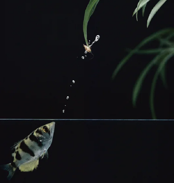 Cá măng rổ có thể xác định vị trí con mồi trên mặt nước còn chính xác hơn cả ở dưới nước. Chỉ mất trong khoảng 1/10 giây sau khi bắn trúng luồng nước vào con mồi, cá măng rổ đã có thể xác định được vị trí mà con mồi sẽ rơi.