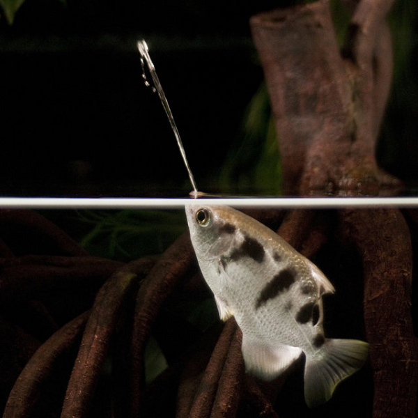 Đáng ngạc nhiên, cá măng rổ có khả năng đặc biệt, “tính toán” được tác động của trọng lực làm cong đường nước phun làm sao để rơi trúng con mồi.