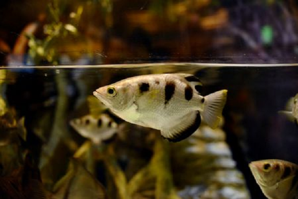 Bằng cách này, các nhà vật lý ở Đại học Milan tin rằng dòng nước được cá măng rổ phun ra có thể tạo ra lực mạnh hơn 5 lần so với lực cơ bắp của động vật có xương sống.