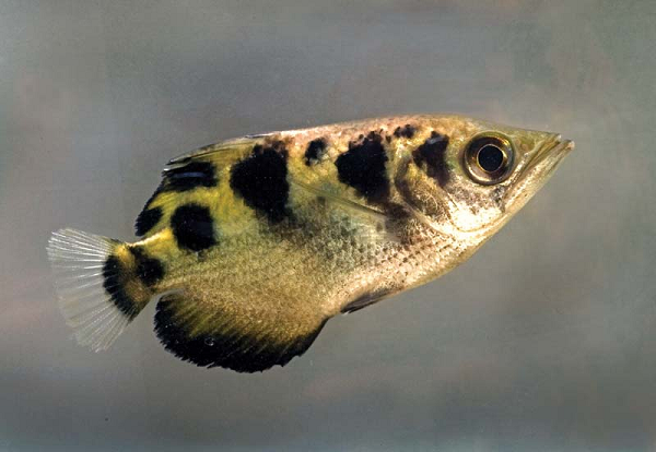 Cá măng rổ (Archerfish) trưởng thành có khả năng định vị chính xác và dùng miệng bắn luồng nước cực mạnh làm con mồi rơi xuống mặt nước từ trên cao 3 mét.