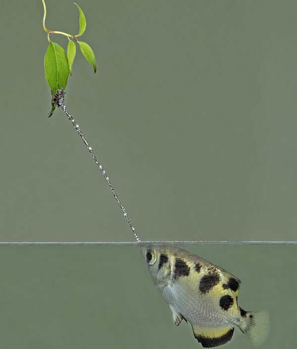  Luồng nước được cá măng rổ phun ra không phải là dạng dòng liền mà là dạng chùm với những giọt nước song sóng giúp cho lực bắn của nước được mạnh mẽ.