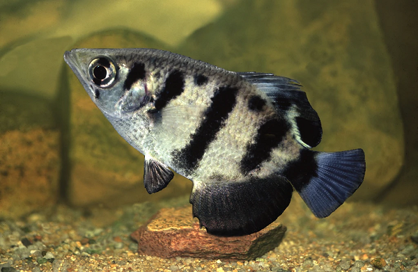 Tuy nhiên loài cá này chỉ thể hiện khả năng "bắn súng nước" cừ khôi ở môi trường hoang dã. Khi bị mang tới các phòng thí nghiệm, dường như chúng không thể hiện được độ chính xác và sức mạnh như vậy nữa.