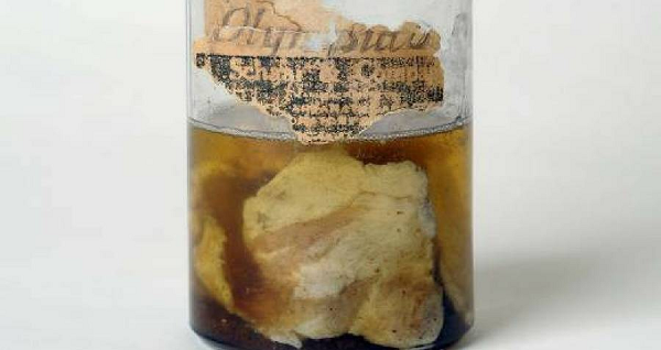 Một nhà nghiên cứu tên là Leopold Brandeis không cho nó là thịt, mà là một loại vi khuẩn lam (cyanobactetia) gọi là Nostoc, mà ông phỏng đoán đã nở ra thành một khối giống như thạch, có màu trong suốt hay màu giống như thịt khi tiếp xúc với mưa.