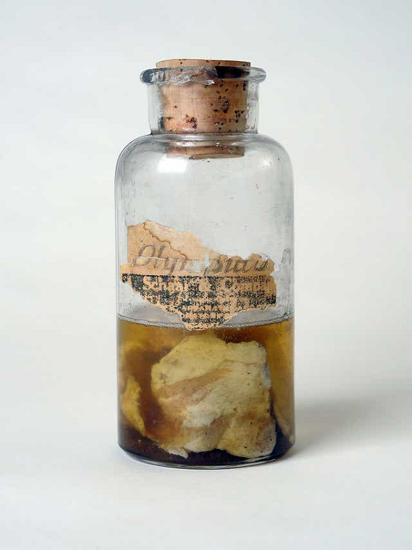 Người khác thì cho biết là thịt gấu. Còn người giết mổ gia súc ở địa phương thì nói rằng, “hương vị của nó không phải thịt hay cá”. Sau đó, mẩu thịt được gửi đến Hiệp hội Khoa học Newark và được nhận định một cách kỳ quặc là nó đến từ một con ngựa...