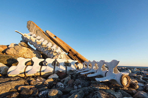 Điều kiện sống trên những con tàu rất khủng khiếp, với các dịch bệnh có thể lây lan dễ dàng và tỷ lệ tử vong cao. Các nhà nghiên cứu cũng tìm thấy hài cốt của các tù nhân Pháp, bị giam giữ trong các cuộc chiến tranh thời Napoléon, ở Chatham gần đó.