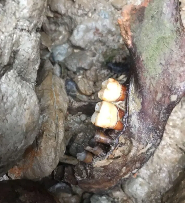 Giáo sư sử học quân sự quá cố Eric Grove nói với BBC vào thời điểm đó: "Trong đó có những người móc túi, bao gồm cả những đứa trẻ mười tuổi bị kết án 15 năm tù".