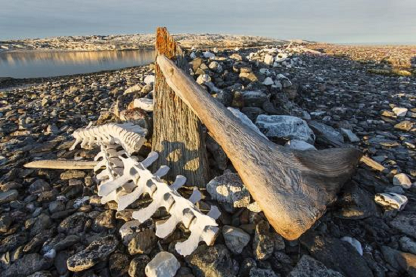 Một số con tàu chứa các tù nhân đã bị trục xuất về Úc. Tuy nhiên, do không đủ sức khỏe để sống sót trong cuộc hành trình, họ đã được đưa đến đây để sống nốt những ngày cuối.