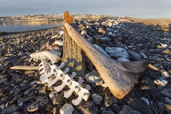 Một số con tàu chứa các tù nhân đã bị trục xuất về Úc. Tuy nhiên, do không đủ sức khỏe để sống sót trong cuộc hành trình, họ đã được đưa đến đây để sống nốt những ngày cuối.