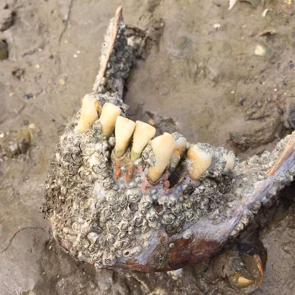 Hòn đảo là khu vực bảo tồn và địa điểm quan tâm khoa học đặc biệt do có sinh vật quý hiếm sinh sản và làm tổ ở đó. Tuy nhiên, truyền thuyết địa phương cho rằng, những con chó săn với đôi mắt đỏ ngầu đã ăn phần đầu của những thi thể bị chôn vùi và chúng luôn rình rập vùng đất đáng sợ này.