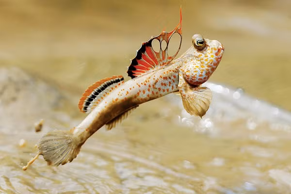 Để bắt cá thòi lòi, ngư dân vùng Đất Mũi Cà Mau thường thụt hang (đào hang) hay cắm câu vào ban ngày, soi đèn vào ban đêm. Cá thòi lòi khi bị soi đèn vào mắt sẽ bất động nên rất dễ bắt.